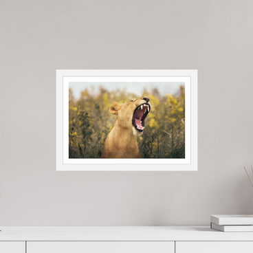 15 x 10″, S+M White Frame + Border UNCONTAINED