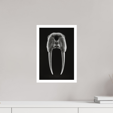10 x 15″, M Print DENTAL PLAN