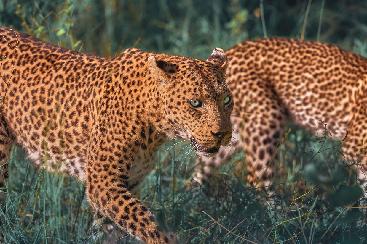 Main image UNTAMED OPULENCE