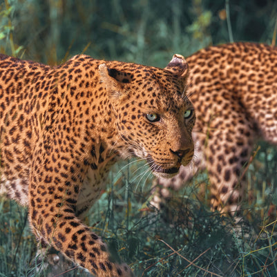 Main image UNTAMED OPULENCE