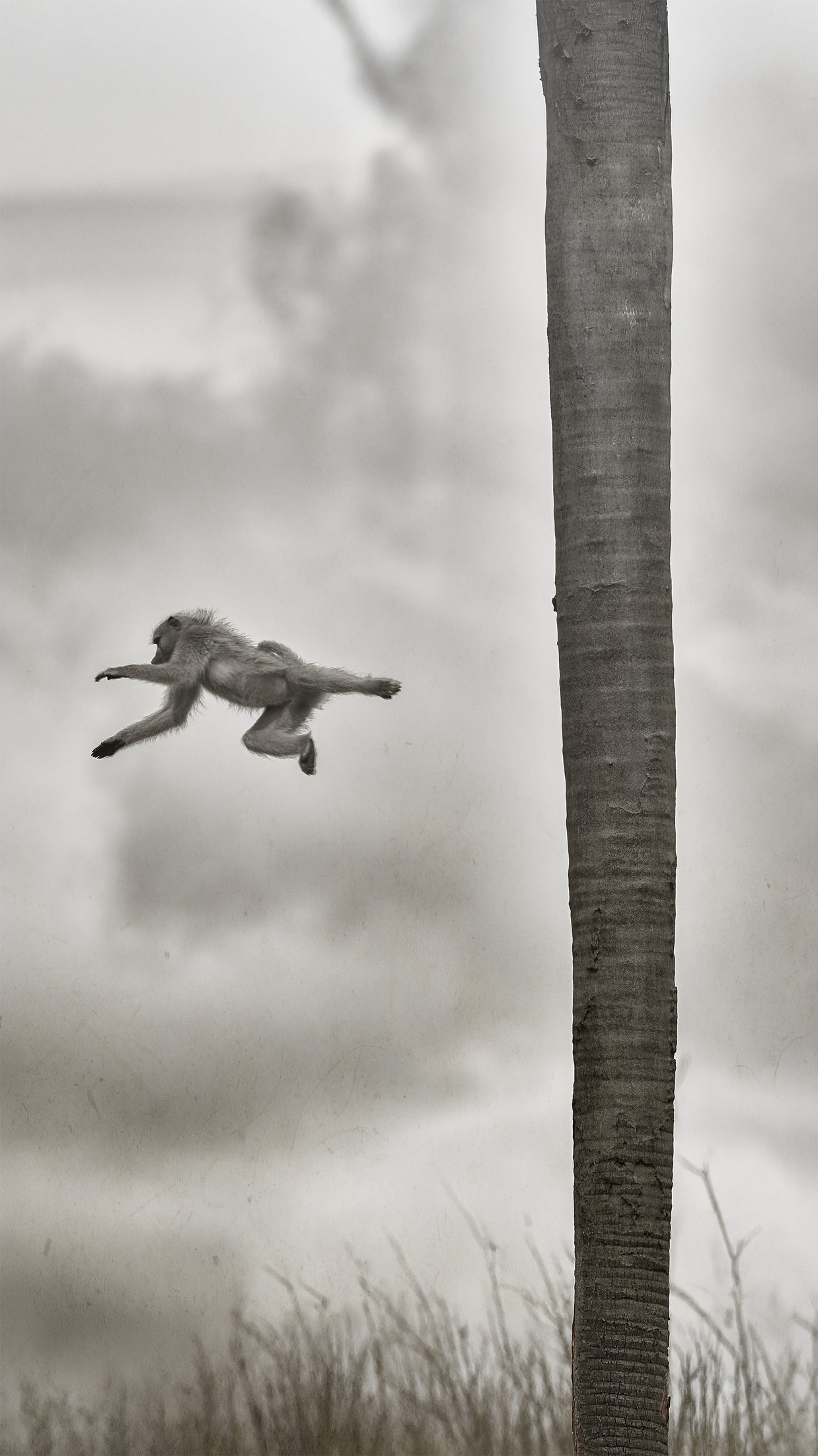 BEYOND THE BRANCH