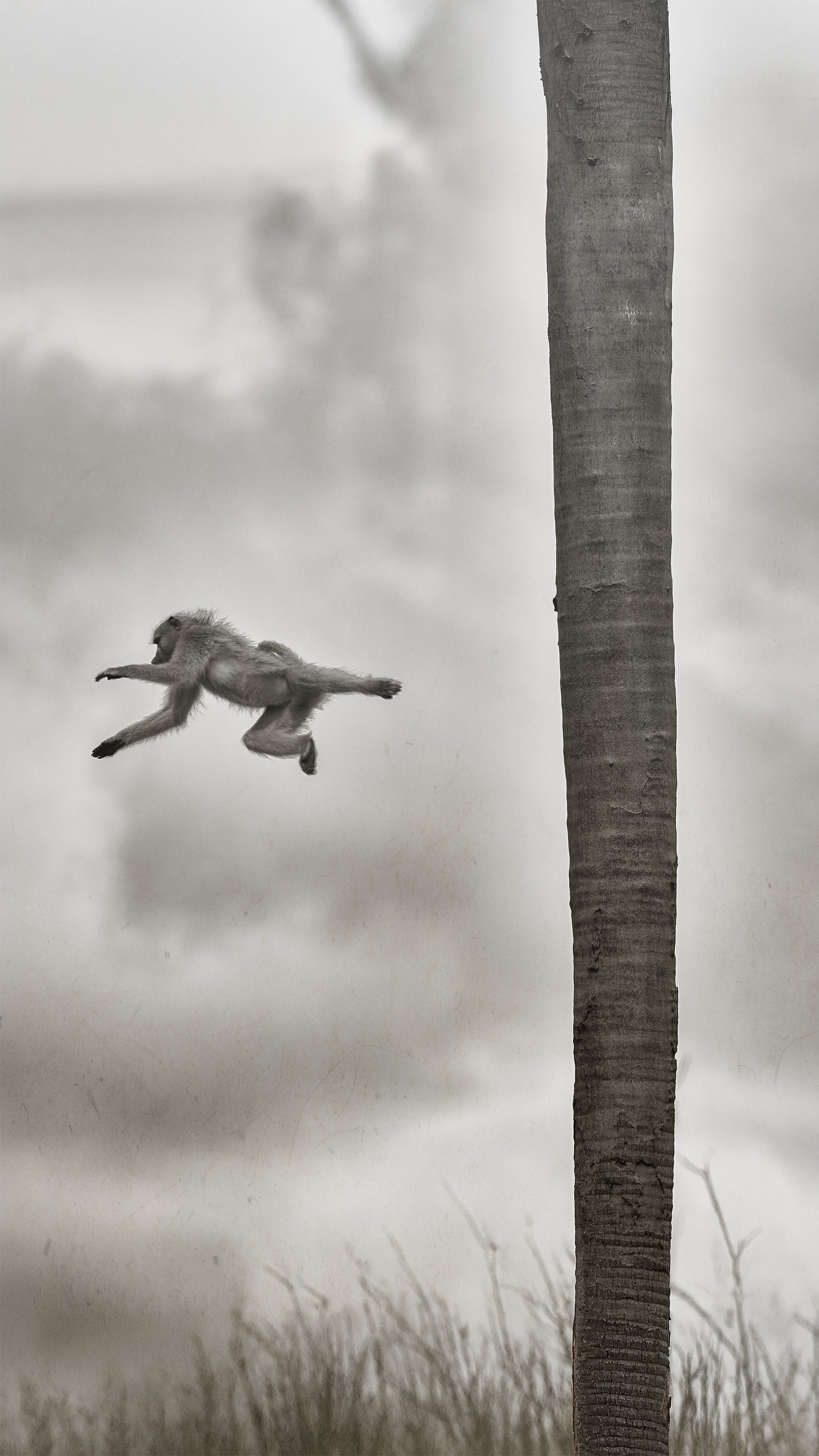 BEYOND THE BRANCH
