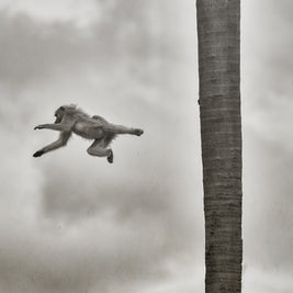 BEYOND THE BRANCH