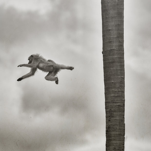 BEYOND THE BRANCH