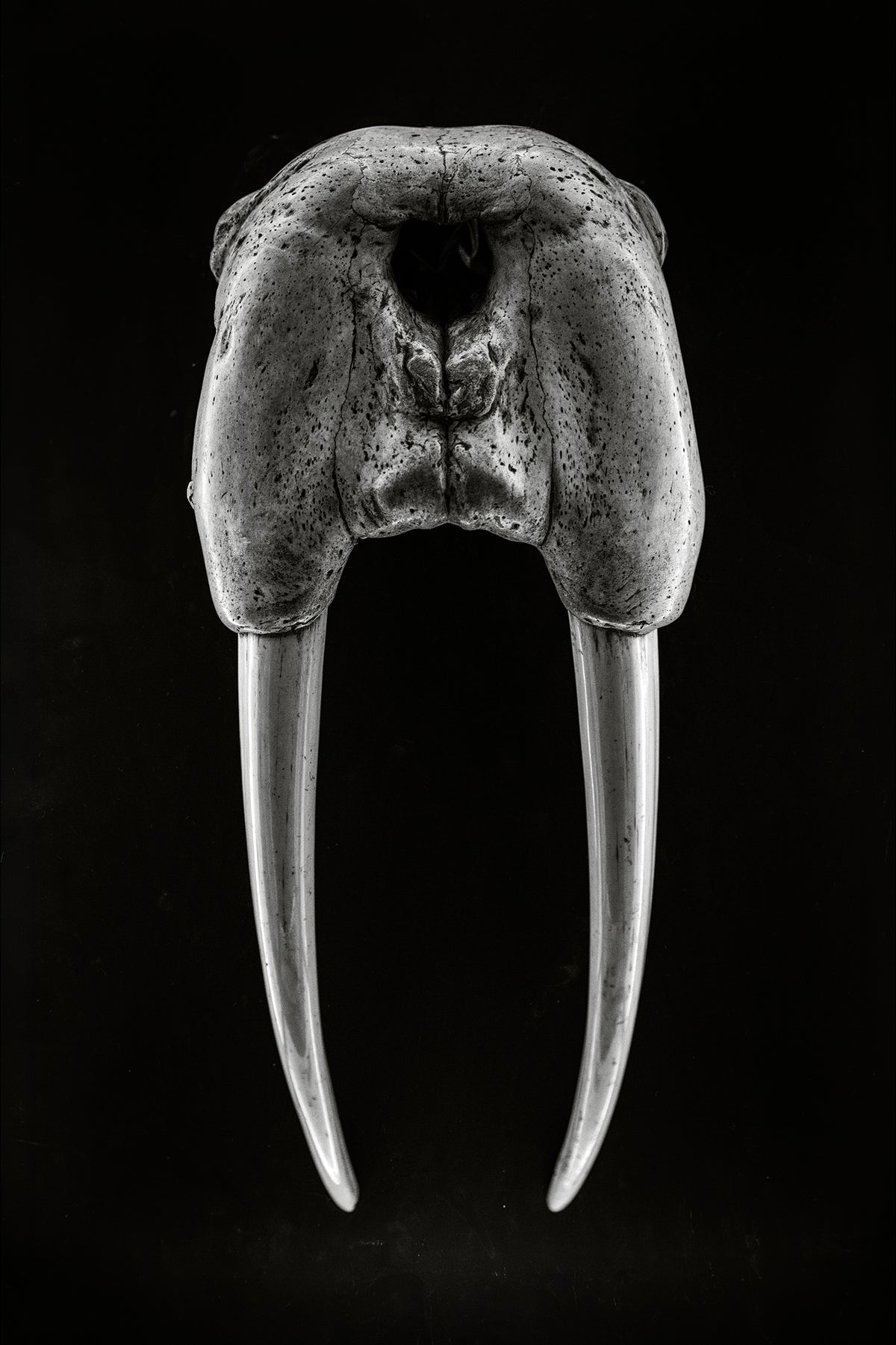 DENTAL PLAN