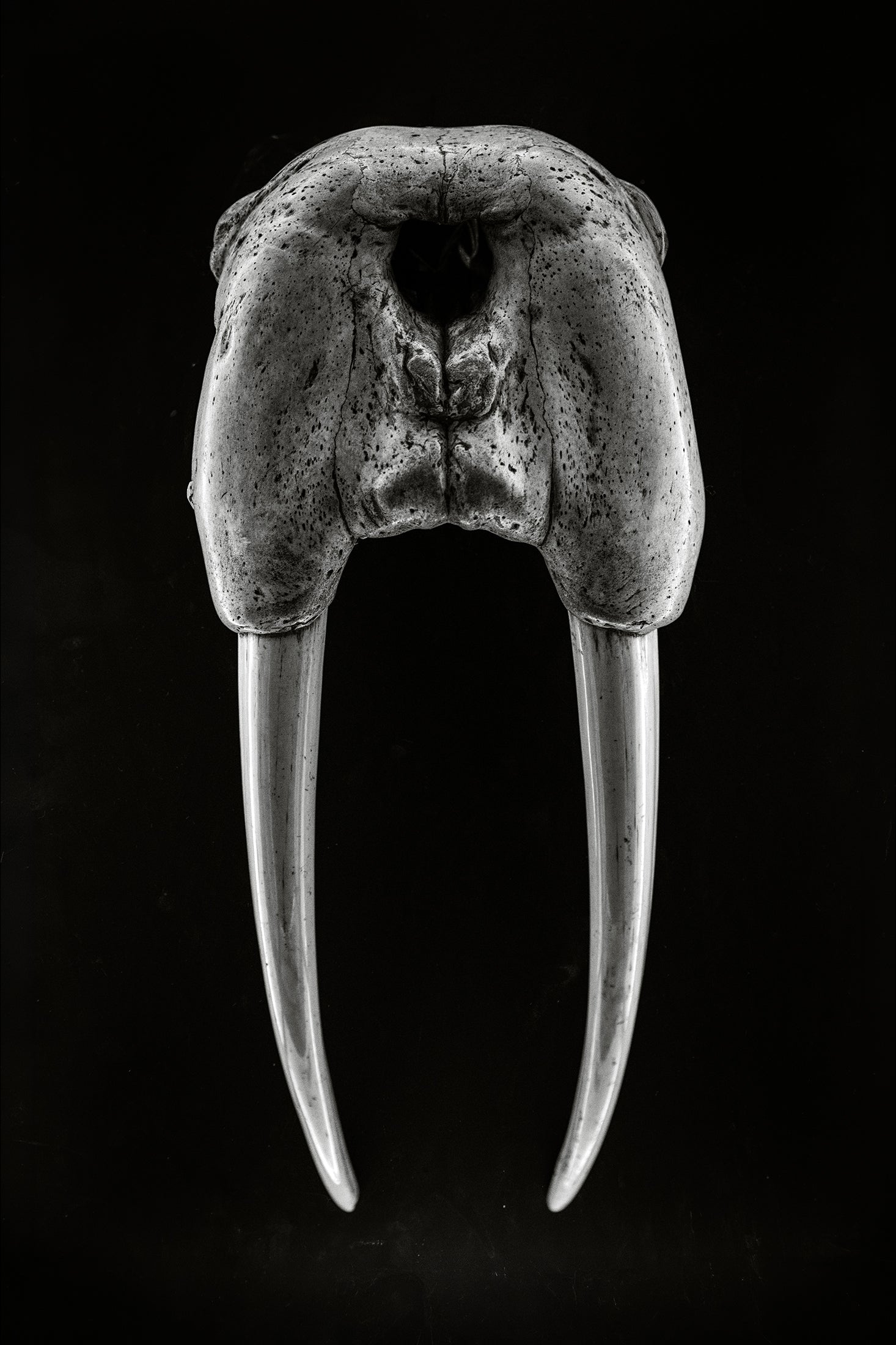 DENTAL PLAN