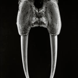 DENTAL PLAN