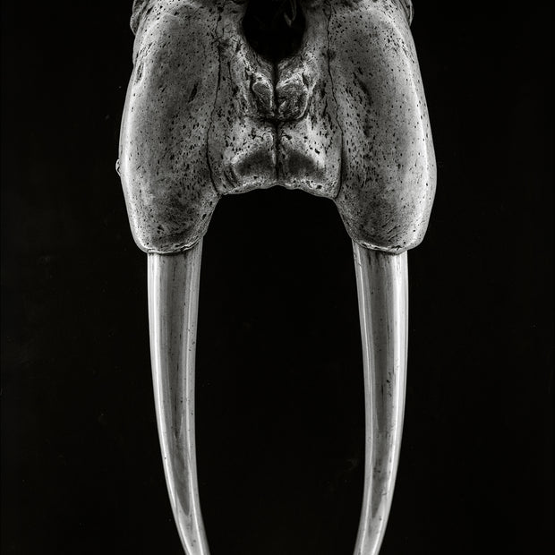 DENTAL PLAN